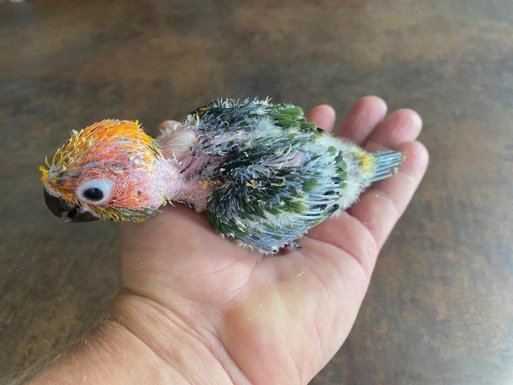 Tamme baby zonparkiet van 3.5 week, Dieren en Toebehoren, Vogels | Parkieten en Papegaaien, Parkiet, Geslacht onbekend, Tam, Geringd