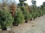 Kerstbomen met pot, Neerpelt, Diversen, Kerst, Ophalen, Nieuw