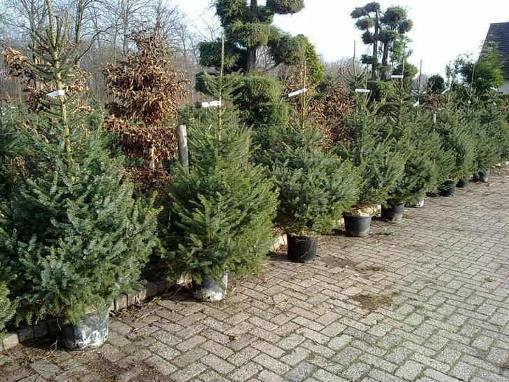 Kerstbomen met pot, Neerpelt, Diversen, Kerst, Nieuw, Ophalen