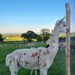 Appaloosa alpaca hengst, Dieren en Toebehoren, Mei, Mannelijk