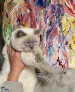 Britse korthaar dekkater met stamboom lilac point, Dieren en Toebehoren, Katten en Kittens | Dekkaters, 3 tot 5 jaar