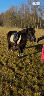 3 jarige, lieve ruin, Vermifugé, Poney B (1.17 m à 1.27 m), Hongre, Débourré