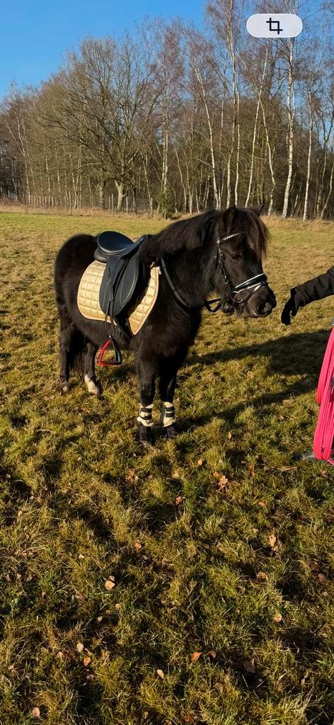 3 jarige, lieve ruin, Dieren en Toebehoren, Pony's, Ruin, Zadelmak, B pony (1.17m tot 1.27m), 3 tot 6 jaar, Gechipt, Ontwormd