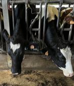 2 zwarte drachtige Holstein vaarzen te koop, Dieren en Toebehoren, Runderen, Vrouwelijk, 0 tot 2 jaar