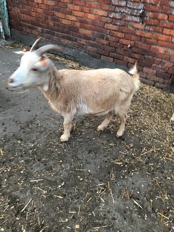 Dwerggeitjes te koop