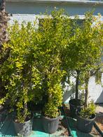 Granaatappel, Jardin & Terrasse, Plantes | Arbres fruitiers, Autres espèces, 100 à 250 cm, Enlèvement ou Envoi