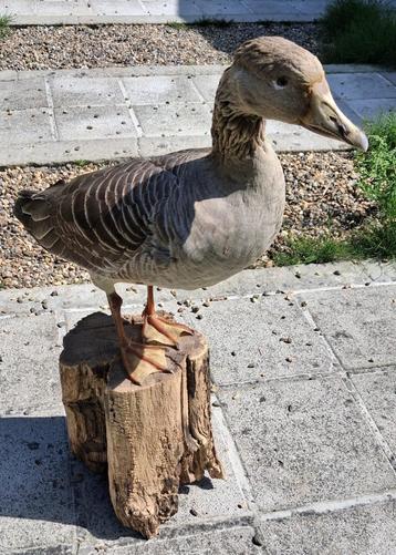 Grauwe Gans taxidermie beschikbaar voor biedingen
