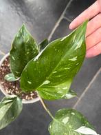Philodendron White Princess, Huis en Inrichting, Kamerplanten, Ophalen