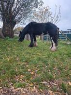 Super lieve tinker merrie, Dieren en Toebehoren, Paarden, Merrie, M