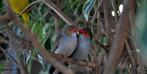 Nieuwe vogels, Dieren en Toebehoren, Meerdere dieren, Tropenvogel, Geringd