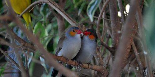 Nieuwe vogels, Dieren en Toebehoren, Vogels | Overige Vogels, Tropenvogel, Meerdere dieren, Tam, Geringd