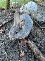 Duitse reus voedstertje, Dieren en Toebehoren