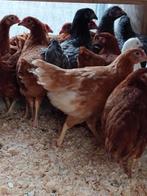 jeunes poules sur commande avant le 29 juillet à partir de 6, Animaux & Accessoires, Volatiles, Femelle, Poule ou poulet