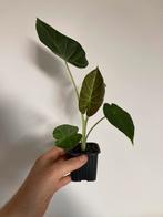 Alocasia regal shield, Ophalen