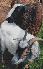 Gecastreerde zwartbles & Geit, Dieren en Toebehoren, Meerdere dieren, Schaap, 3 tot 5 jaar