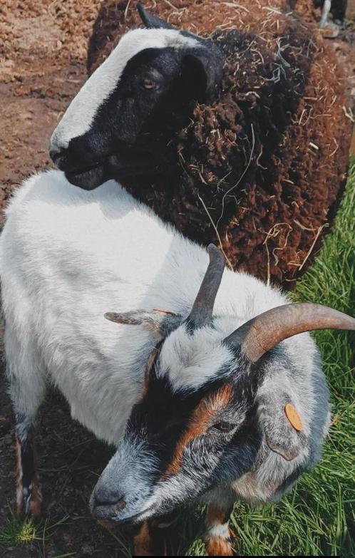 Gecastreerde zwartbles & Geit, Dieren en Toebehoren, Schapen, Geiten en Varkens, Schaap, Meerdere dieren, 3 tot 5 jaar