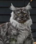 Kampioen Maine coon dekkater met stamboom (niet te koop), Dieren en Toebehoren, Katten en Kittens | Raskatten | Langhaar, Kater