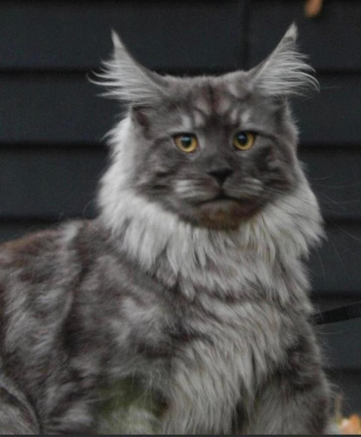 Kampioen Maine coon dekkater met stamboom (niet te koop), Dieren en Toebehoren, Katten en Kittens | Raskatten | Langhaar, Kater