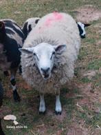 Ram 1,5 jaar,8 maand,6 maand,papfleslammers, Dieren en Toebehoren, Schapen, Geiten en Varkens, Mannelijk, Schaap, 0 tot 2 jaar