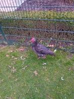 Mechelse koekoek haan, Dieren en Toebehoren, Mannelijk, Kip