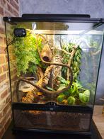 terrarium met wimpergekko, Dieren en Toebehoren, Reptielen en Amfibieën | Toebehoren, Ophalen, Zo goed als nieuw