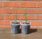 5 stuks ‘Rosmarinus Officinalis’ Dwerg Rozemarijn, Ophalen, Zomer