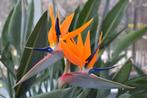 strelitzia of paradijsvogelbloem, Tuin en Terras, Planten | Tuinplanten, Ophalen, Lente, Vaste plant, Overige soorten