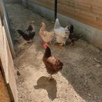 Te koop 1 brahma35€/1 barnvelder 20€/1 leg x barnvelder 15€, Dieren en Toebehoren, Pluimvee