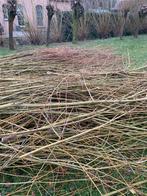 Snoeisel van maaswilgen (geel), Tuin en Terras, Ophalen