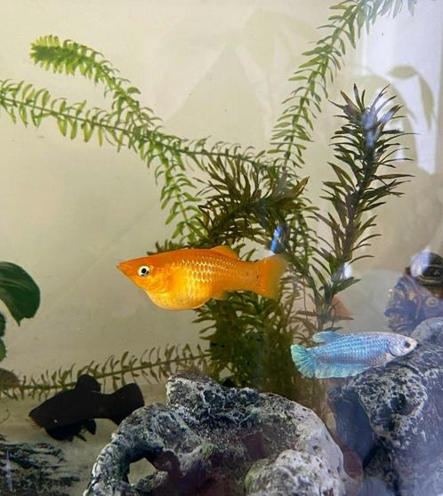Vissen mee te nemen, Dieren en Toebehoren, Vissen | Aquariumvissen