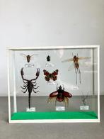 Opgezette insecten, Antiek en Kunst, Ophalen