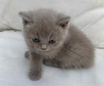 Brits Korthaartjes, Dieren en Toebehoren, Katten en Kittens | Raskatten | Korthaar, Meerdere dieren, Gechipt, 0 tot 2 jaar