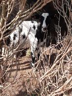 4 geiten en 1 alpaca te koop, Dieren en Toebehoren, Schapen, Geiten en Varkens