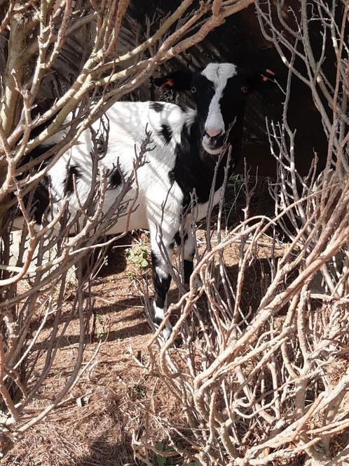 4 geiten en 1 alpaca te koop, Dieren en Toebehoren, Schapen, Geiten en Varkens