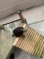 Waterschilpadjes met toebehoren dringend!, Dieren en Toebehoren, Schildpad, Met terrarium, 0 tot 2 jaar