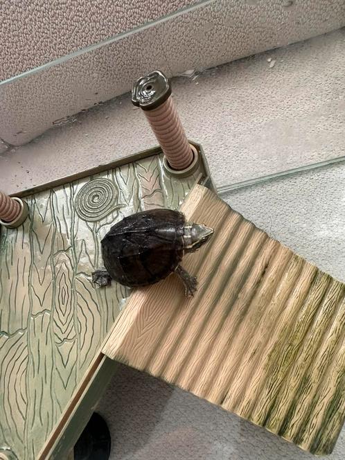 Waterschilpadjes met toebehoren dringend!, Dieren en Toebehoren, Reptielen en Amfibieën, Schildpad, 0 tot 2 jaar, Met terrarium