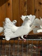 Sierduiven te koop en trouwduiven, Dieren en Toebehoren, Vogels | Duiven, Overige soorten