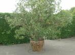 Oleander   + pot       2  m hoogte, Tuin en Terras, Planten | Tuinplanten, Ophalen