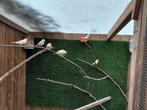 9 jonge kanaries, Dieren en Toebehoren, Vogels | Overige Vogels