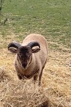 Castlemilk moorit ramlam met stamboom, Dieren en Toebehoren, Mannelijk, Schaap, 0 tot 2 jaar