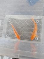 Koi, Dieren en Toebehoren