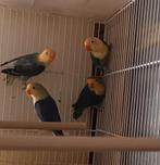 Mooie jonge Fischerie. Geringt 2025., Sexe inconnu