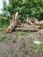 Boomstammen wilg, Tuin en Terras, 6 m³ of meer, Ophalen of Verzenden, Overige houtsoorten, Stammen