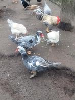 Canards barberie mâles, Mâle, Canard