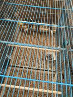 Canaris plus les cages des accouplement a vendre, Ophalen, Zo goed als nieuw