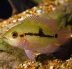 Zuid-Amerika cichliden