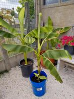 Bananenplanten, Tuin en Terras, Ophalen