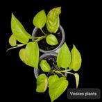 Epipremnum golden photos variegata, Huis en Inrichting, Overige soorten, Minder dan 100 cm, Groene kamerplant, Halfschaduw