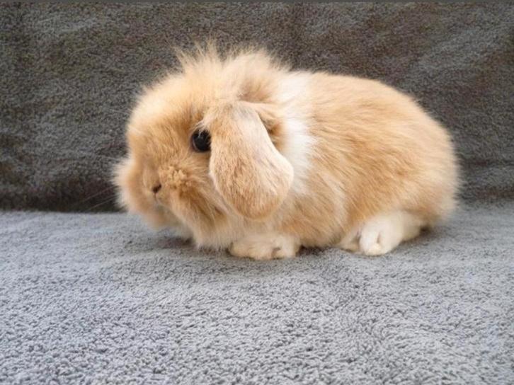 5 handtamme zindelijke Nederlandse dwerghangoortjes, Dieren en Toebehoren, Konijnen, Dwerg, Meerdere dieren, 0 tot 2 jaar, Hangoor