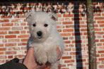 Prachtige West highland white terriër pups (westie), Dieren en Toebehoren, België, Overige rassen, CDV (hondenziekte), 8 tot 15 weken